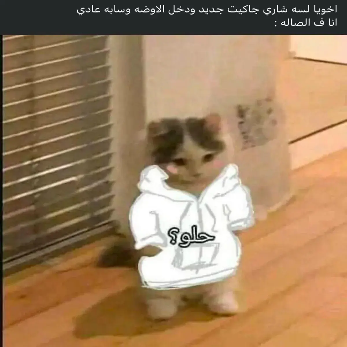قطة صغيرة تمشي على رجليها وهي لابسة هودي أبيض
