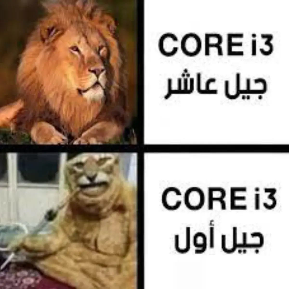 أسد قوي في الأعلى وأسد عجوز ضعيف في الأسفل